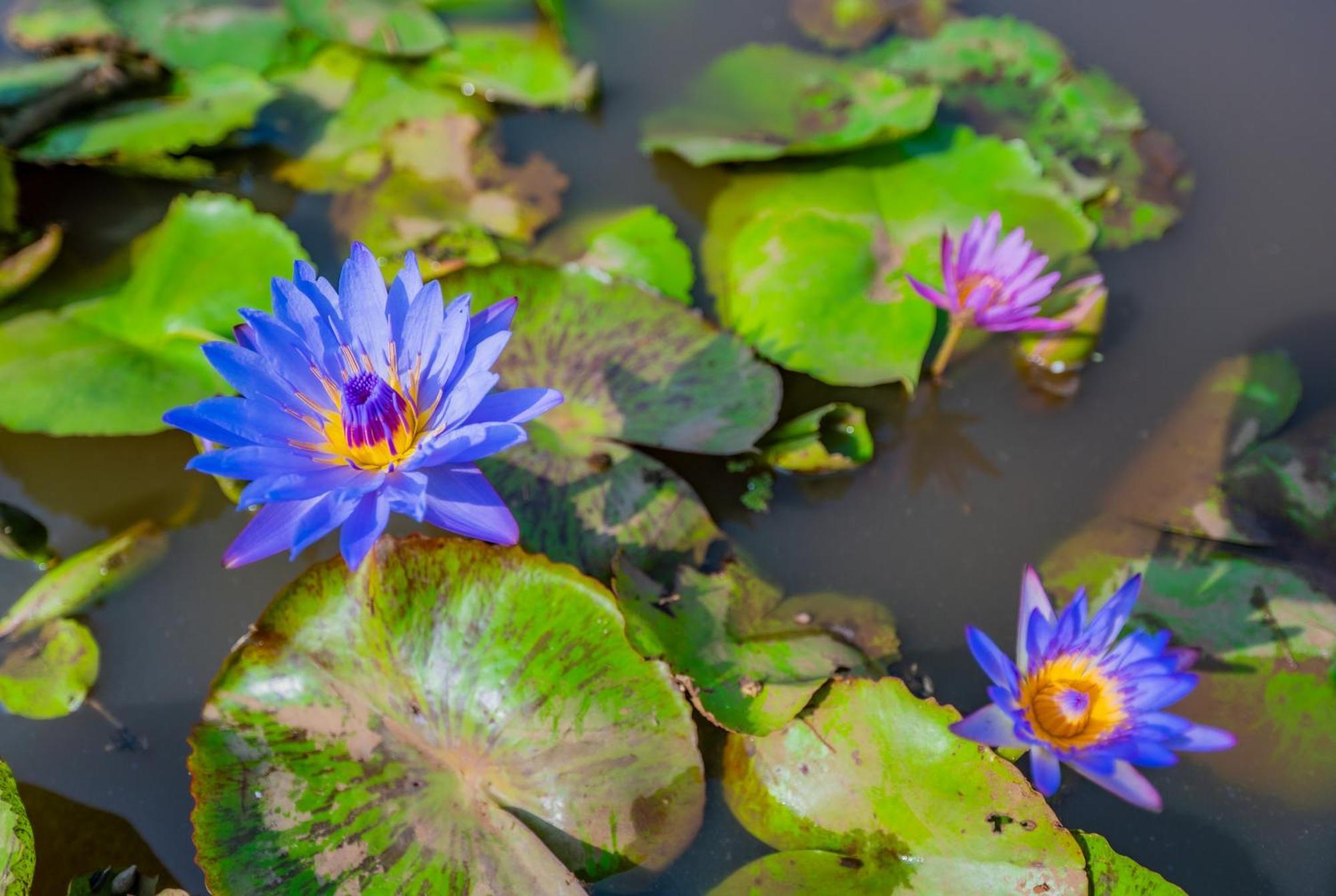 Lotus Leaf Hotel Pali  Luaran gambar