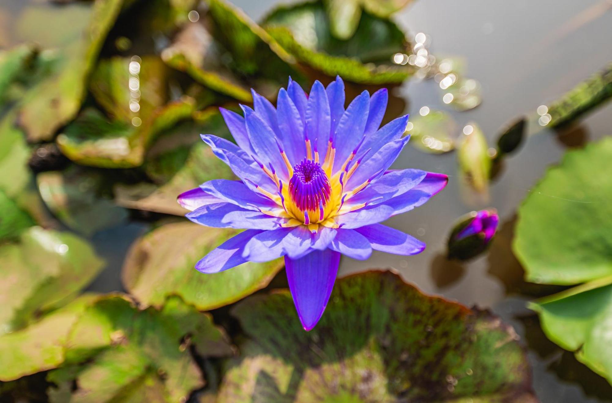 Lotus Leaf Hotel Pali  Luaran gambar