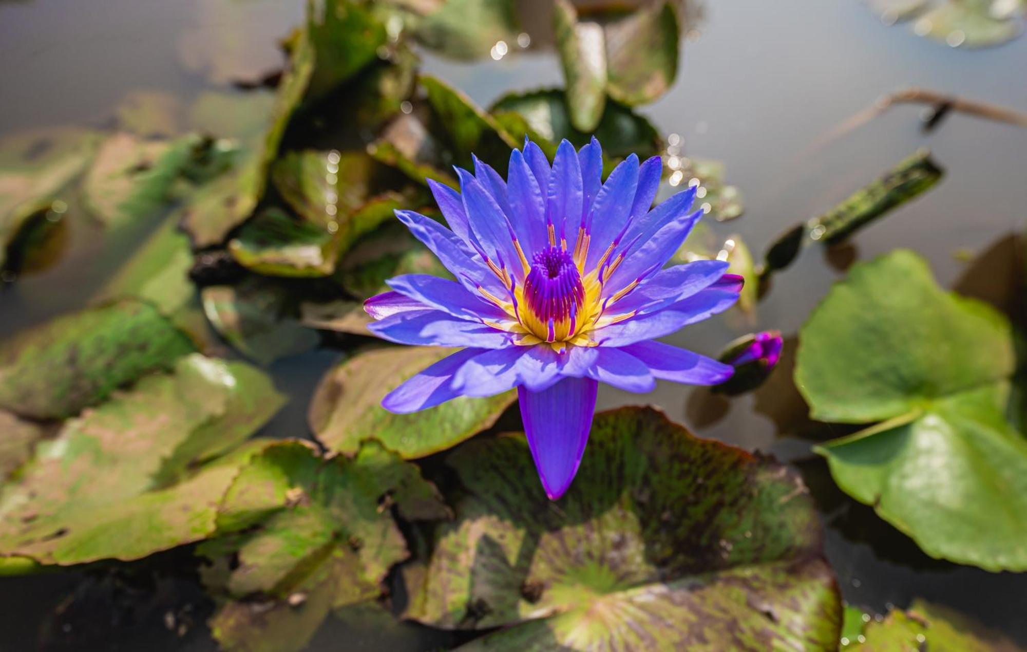 Lotus Leaf Hotel Pali  Luaran gambar