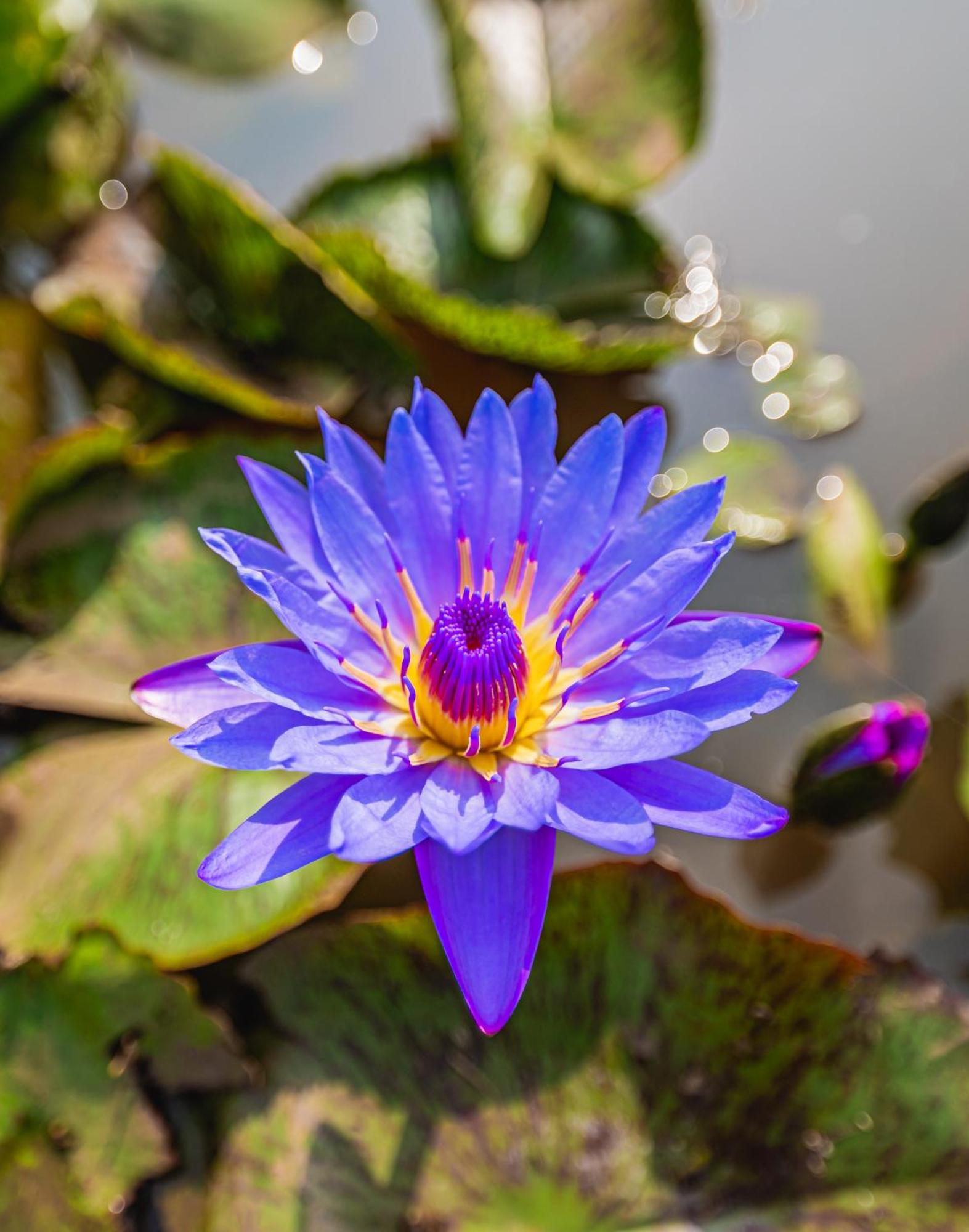 Lotus Leaf Hotel Pali  Luaran gambar